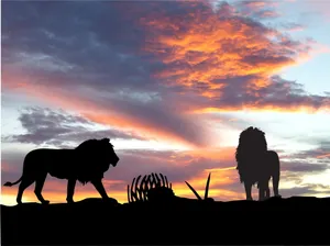 Silhouette Of Lion Laptop Wallpaper