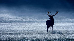 Silhouette Of Wild Reindeer Wallpaper