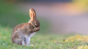 Silver Fur Rabbit Wallpaper