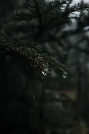 Simple Hd Plant With Raindrop Wallpaper