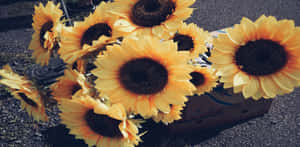 Simple Spring Sunflowers Wallpaper