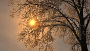 Simple Winter Tree Covered Snow Sunshine Wallpaper