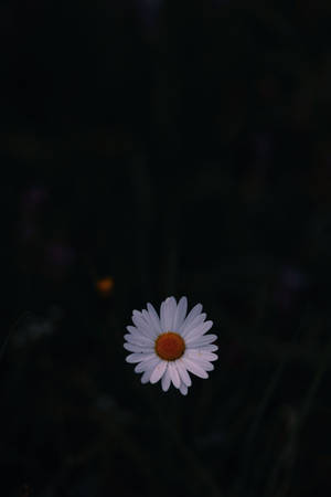 Single Daisy In Dark Phone Background Wallpaper