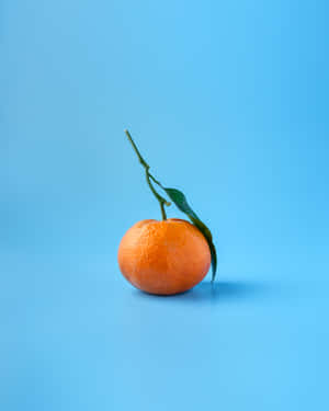 Single Fruits Of Orange Iphone Wallpaper