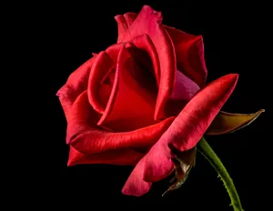 Single Stem Of Red Rose Wallpaper
