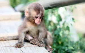 Sitting Cute Monkey Photo Wallpaper