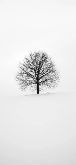 Sleek And Elegant Iphone 11 In White Wallpaper
