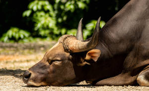 Sleeping Brown Buffalo Wallpaper