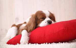 Sleeping Cavalier King Charles Spanielon Red Pillow Wallpaper