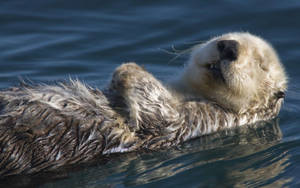 Sleeping Otter Wallpaper