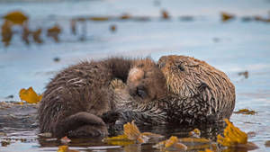 Sleeping Otters On Land Wallpaper