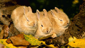 Sleeping Rabbit Triplets Wallpaper