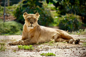 Sleepy Lioness In The Wild Wallpaper