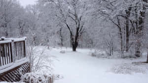 Sleet-covered Forest Landscape Wallpaper