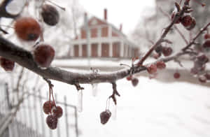 Sleet Freezing Cherry Fruits Wallpaper