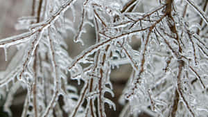 Sleet Freezing Tree Branches Wallpaper