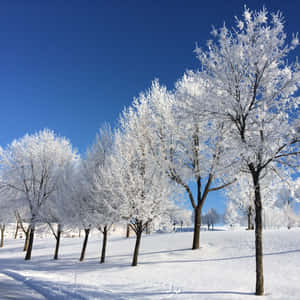 Sleet Frozen White Leaves Of Trees Wallpaper