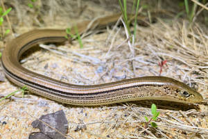 Slender Glass Lizard Close-up Wallpaper