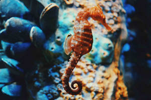 Slender Orange Seahorse Wallpaper