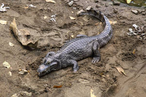 Slumped Caiman On Mud Wallpaper