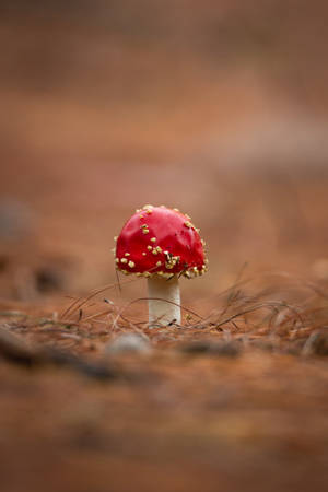 Small And Cute Fly Agaric Mushroom Wallpaper