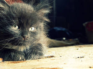 Small Black Kitten Wallpaper