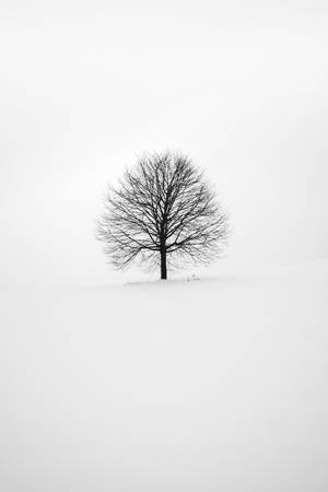 Small Black Tree On Plain White Wallpaper