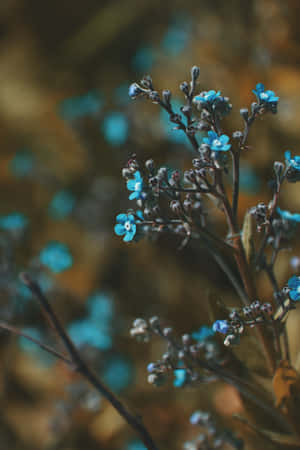 Small Buds Blue Flowers Phone Wallpaper