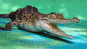 Small Caiman With Open Mouth Wallpaper