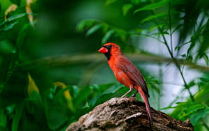 Small Cardinal Wallpaper