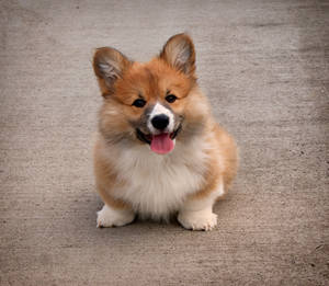 Small Corgi Brown Cute Puppy Wallpaper