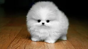 Small Dog White Pomeranian Close Up Angle Shot Wallpaper
