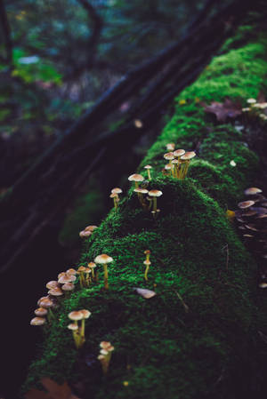 Small Mushroom Growing On Tree Log Wallpaper