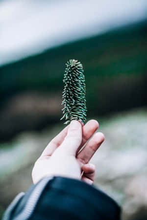 Small Pinecone Nature Android Hd Wallpaper