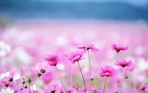 Small Pink Flowers Cute Computer Wallpaper