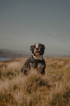 Small Pitbull On Grass Field Wallpaper