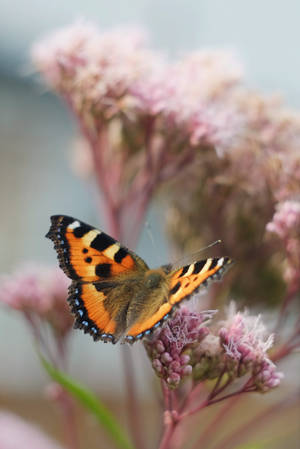 Small Tortoiseshell Aesthetic Butterfly Wallpaper