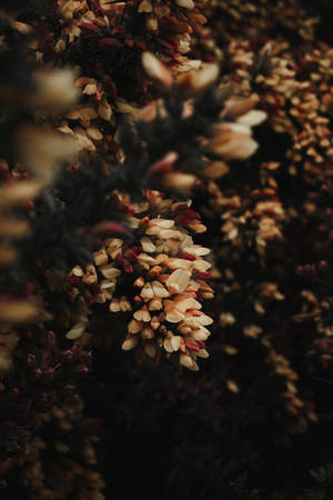 Small White Flowers Floral Iphone Wallpaper