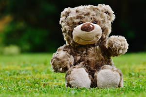 Smiley Teddy Bear Shallow Focus Wallpaper