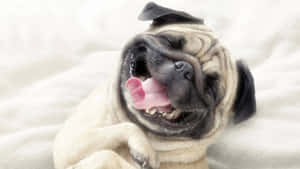 Smiling Face Pug Dog Wallpaper