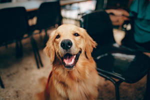 Smiling Golden Retriever In Office Wallpaper