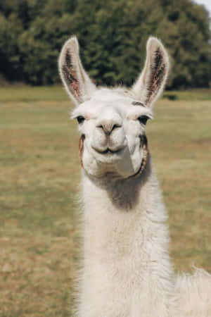 Smiling Llama Portrait.jpg Wallpaper