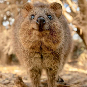 Smiling Quokka Australia Wallpaper