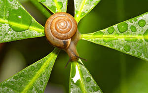 Snail Leaf Raindrops Wallpaper