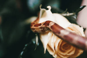 Snake On A Rose Wild Animal Wallpaper