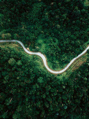 Snake Road Rainforest Wallpaper