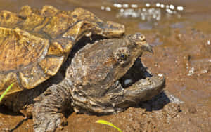 Snapping Turtle Baskingin Mud Wallpaper