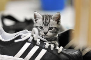 Sneaker Hiding Kitten Wallpaper