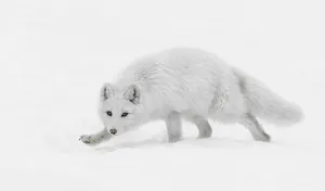 Sneaky Arctic White Fox Wallpaper