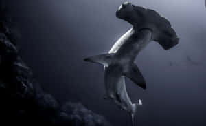 Sneaky Hammerhead Shark Circling In The Ocean Wallpaper